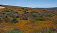 CA Superbloom